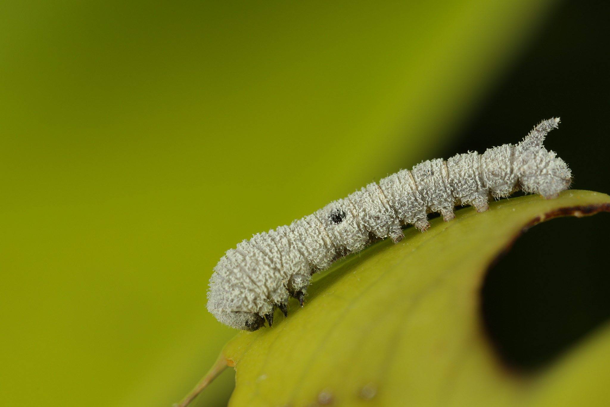 Ocinara albicollis