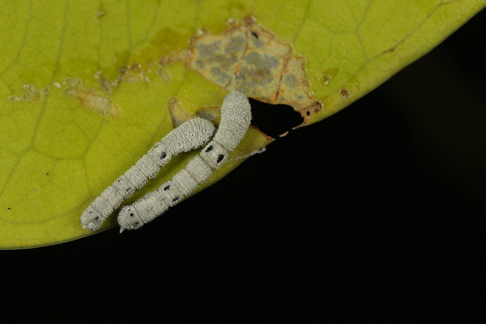 Ocinara albicollis